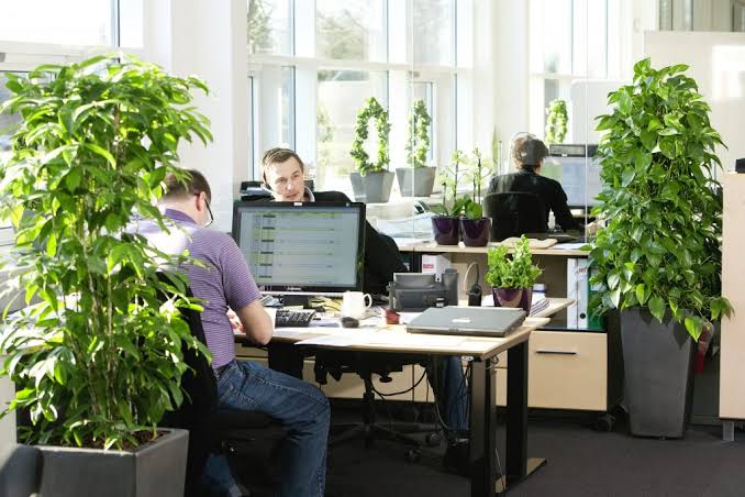 plants increase productivity