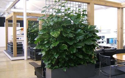 Improving performance with office greenery.