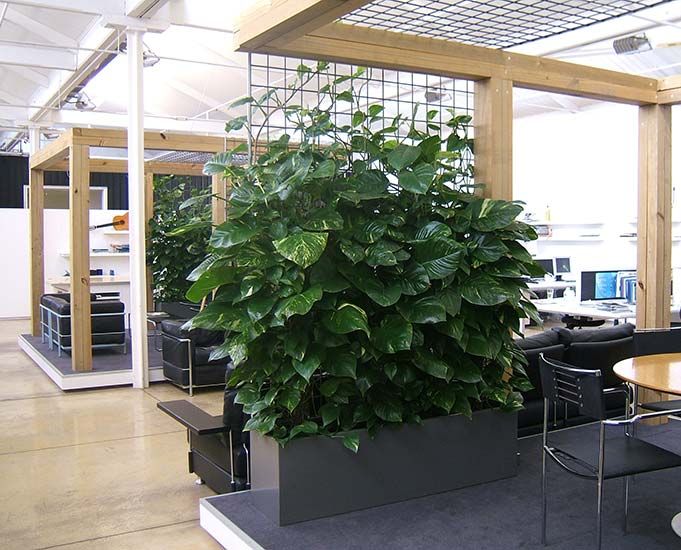 Improving performance with office greenery. - Taylor in Time