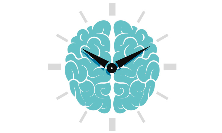 How your circadian rhythm works